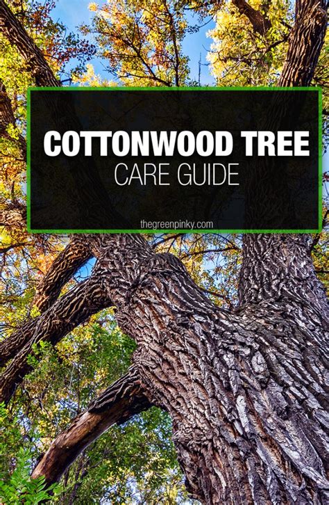 COTTON TREES SPA: All You Need to Know BEFORE You Go  .
